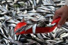 Yunan adalarındaki 'ucuz balık' Türkiye’den