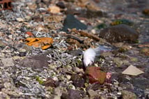 İzmir Körfezi ile ilgili korkutan açıklama: Balık ölümlerini yeniden göreceğiz