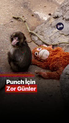 Punch için zor günler!