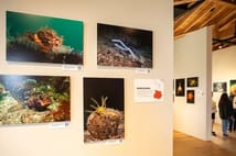 İstanbul’un sualtı yaşamı alarm veriyor