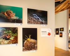 İstanbul’un sualtı yaşamı alarm veriyor