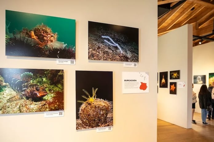 İstanbul’un sualtı yaşamı alarm veriyor
