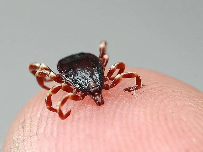 21 yaşındaki genç keneden öldü 