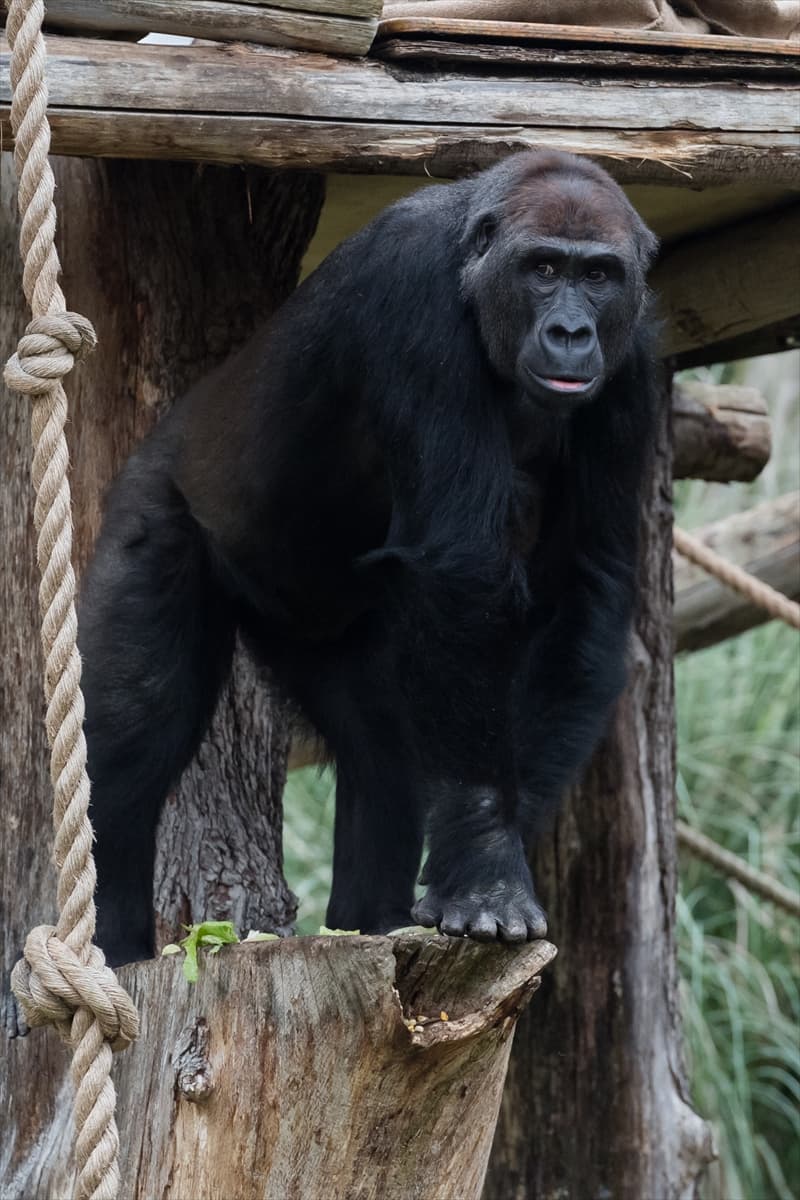 London Zoo’da maymunlara Noel sürprizi