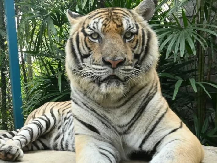 Tayland'da 72 kaplan hastalıktan telef oldu!