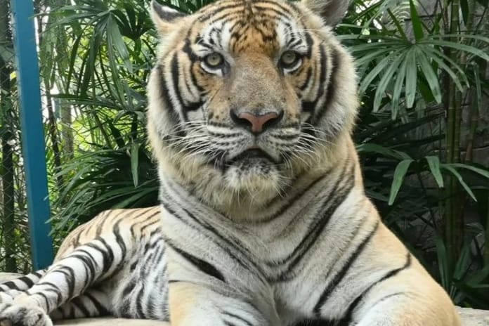 Tayland’da turistik parkta 72 kaplan öldü