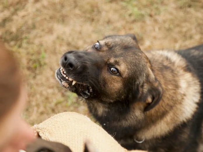 Romanya'da 3 yılda 64 bin başıboş sokak köpeği uyutuldu
