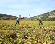 Denizli'nin o lezzeti tescillendi: Türkiye’de tescilli ürün sayısı 2 bine yaklaştı
