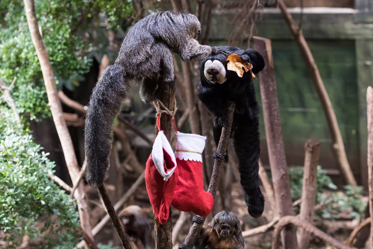 London Zoo’da maymunlara Noel sürprizi