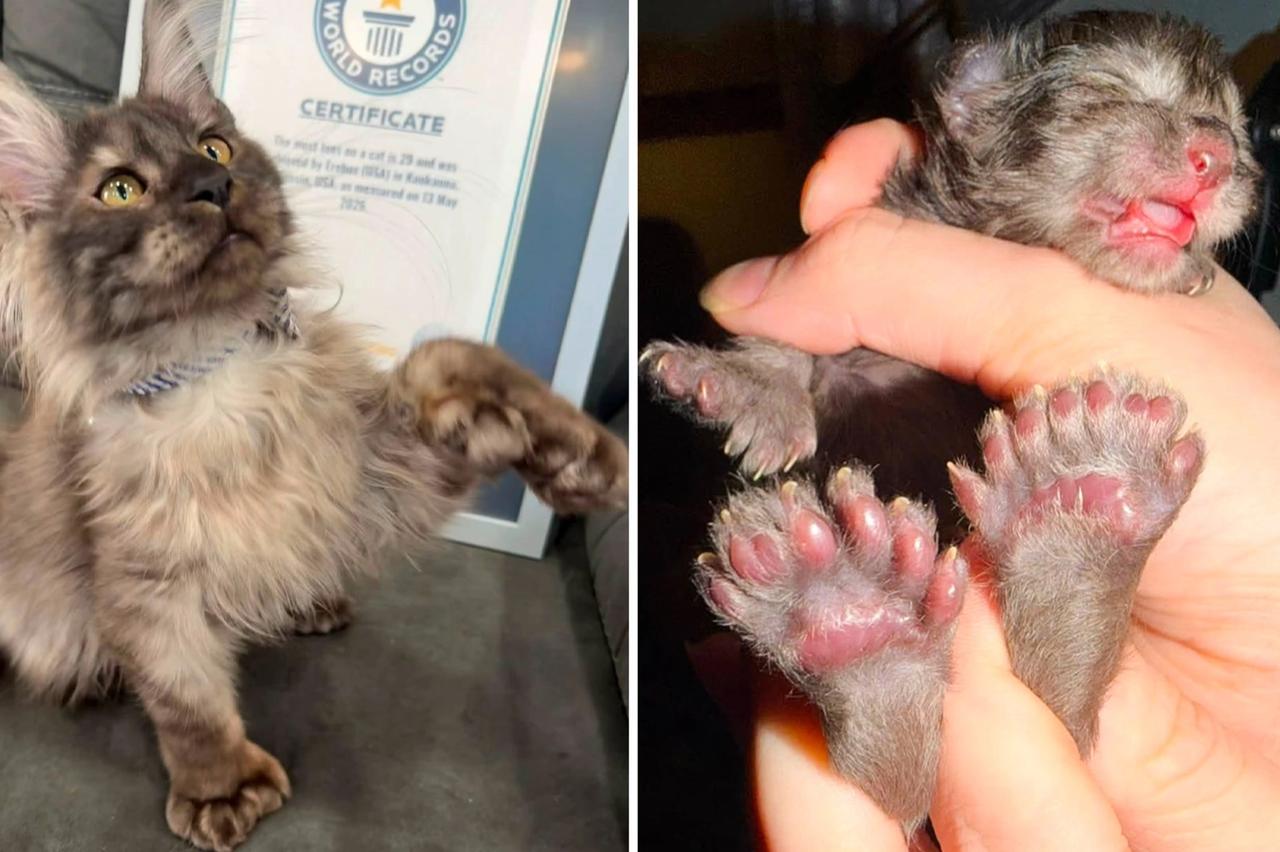 29 parmaklı kedi tarihe geçti