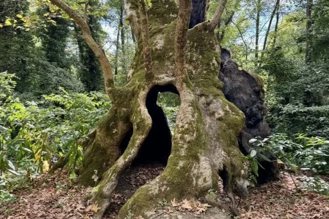 Robin Hood efsanesinin simgesiydi! 12 asırlık meşe ağacı iklim krizi kurbanı 