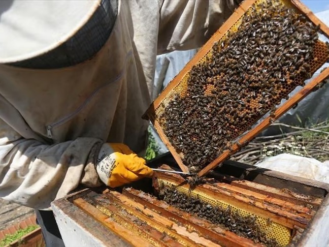 Arıcılık sektöründe standartlaşma: "Ulusal meslek standardı" için çalışma başlatıldı