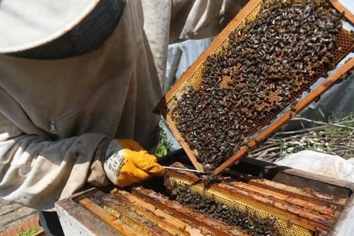 Arıcılık sektöründe standartlaşma: "Ulusal meslek standardı" için çalışma başlatıldı