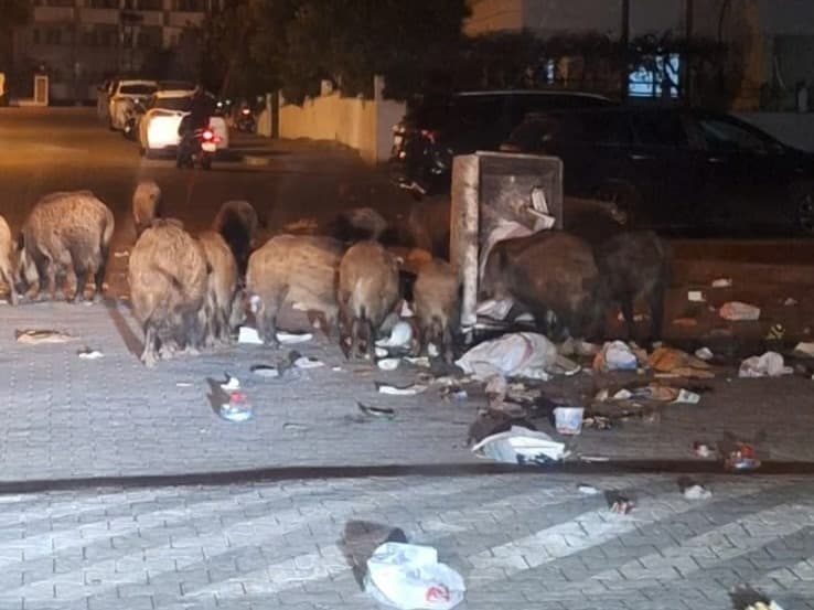 Marmaris'te çöpler toplanmayınca domuzlar sokaklara indi
