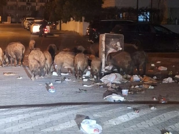 CHP'li Marmaris Belediyesi'nde çöpler toplanmayınca domuzlar sokaklara indi