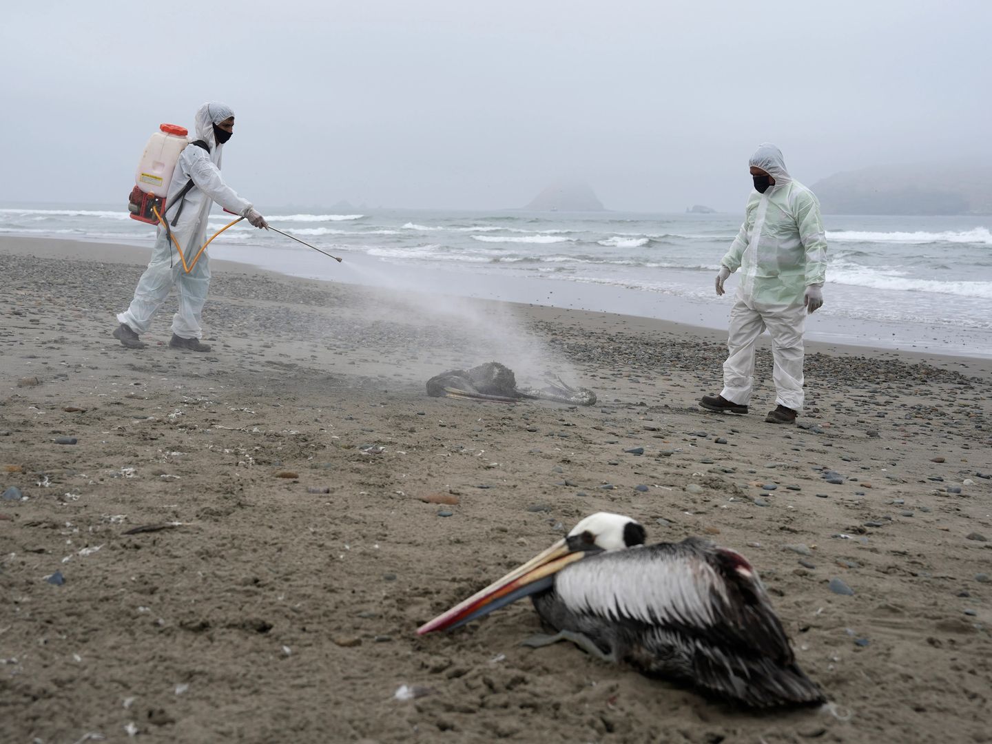 ABD'de H5N5 Kuş Gribi'nden bir kişi hayatını kaybetti