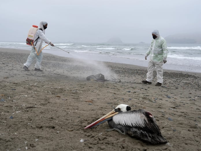 ABD'de H5N5 Kuş Gribi'nden bir kişi hayatını kaybetti