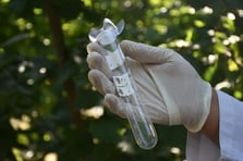 Kahverengi kokarcaya karşı kimyasalsız müacdele: Doğaya “Samuray Arısı” salındı