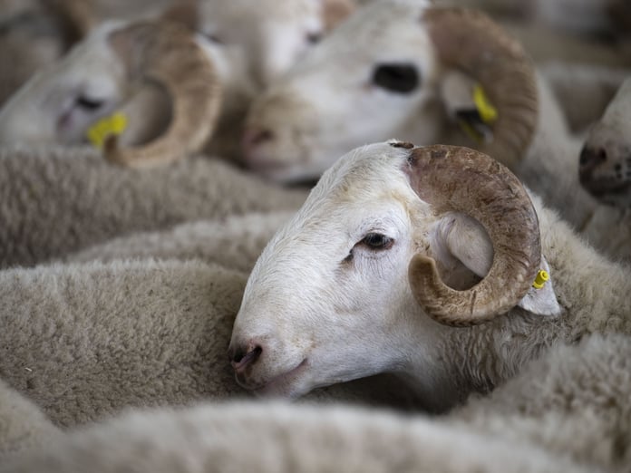 Vekaletle kurban kesim bedelleri açıklandı