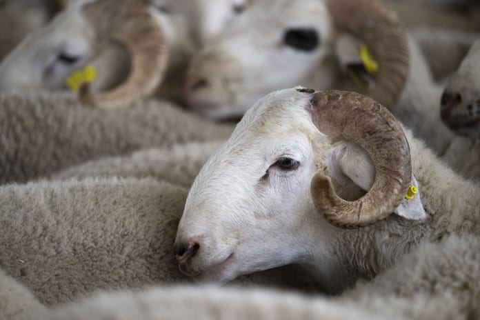 Vekaletle kurban kesim bedelleri açıklandı