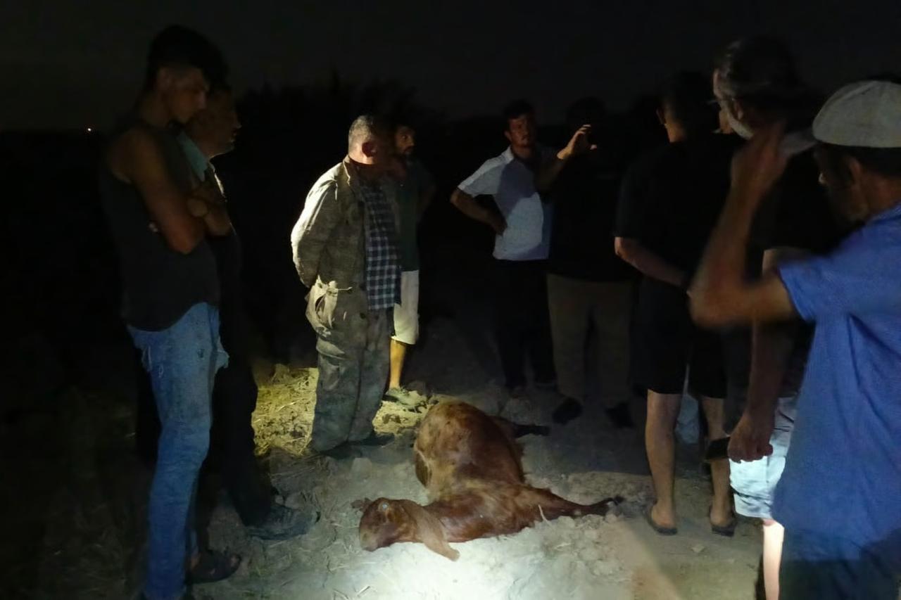 Sanayi bölgesinden geçen deredensu içen 65 küçükbaş hayvan telef oldu