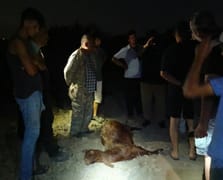 Sanayi bölgesinden geçen deredensu içen 65 küçükbaş hayvan telef oldu