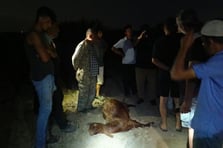 Sanayi bölgesinden geçen deredensu içen 65 küçükbaş hayvan telef oldu