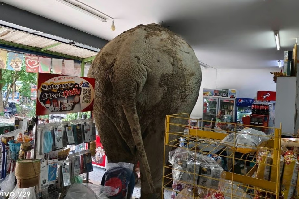 Markete giren fili sapanla kovaladı