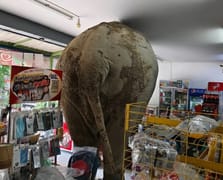 Markete girerek atıştırmalıkları yiyen fili sapanla kovaladı