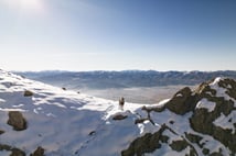 Tunceli zirvelerinde doğanın sürprizi: Çengel boynuzlu dağ keçileri