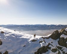 Tunceli zirvelerinde doğanın sürprizi: Çengel boynuzlu dağ keçileri