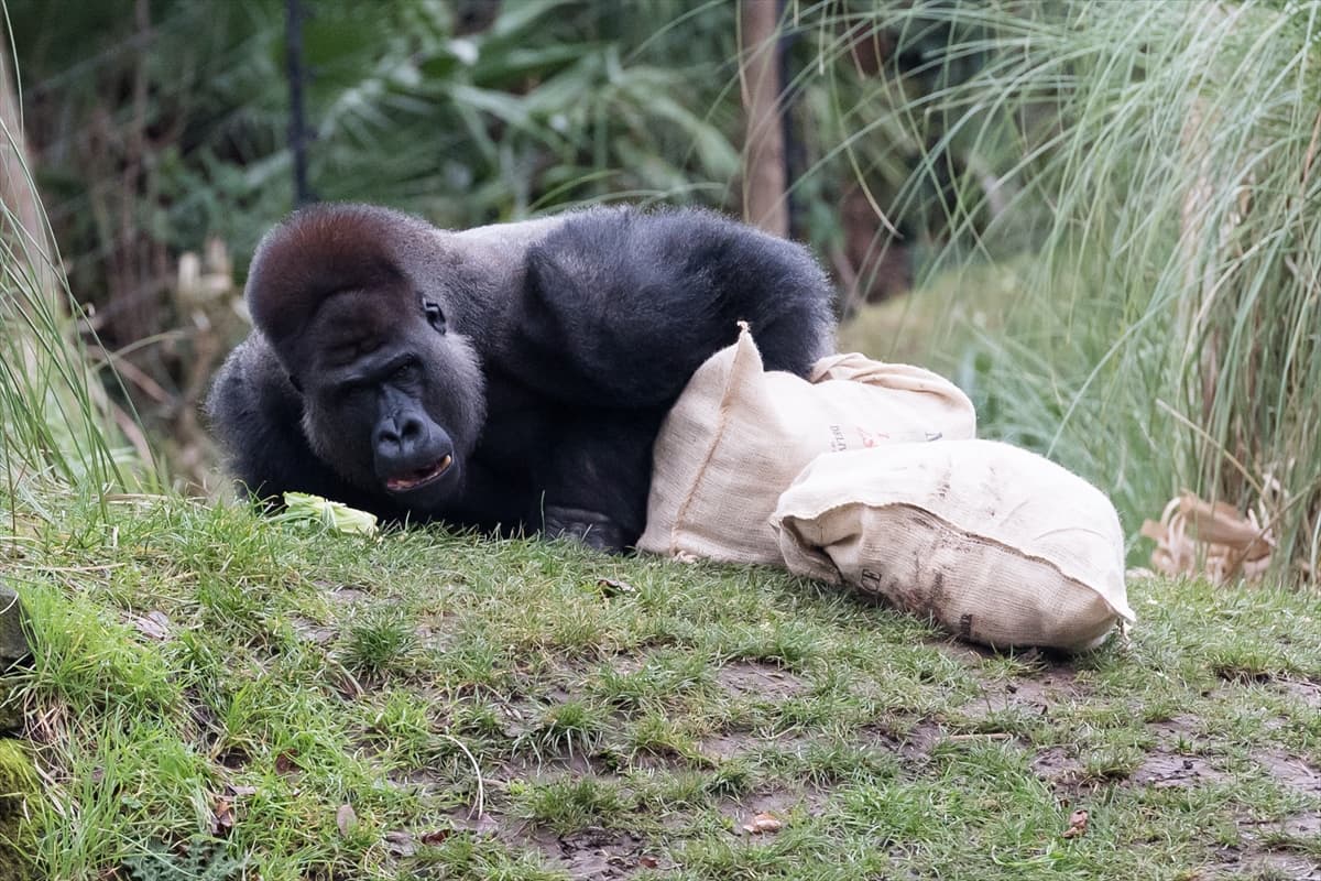 London Zoo’da maymunlara Noel sürprizi