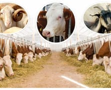 Kurban Bayramı öncesi kesim işlemleri için bilinmesi gerekenler