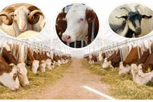 Kurban Bayramı öncesi kesim işlemleri için bilinmesi gerekenler