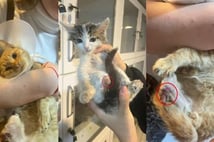 Isparta'da kan donduran olay! Sokak hayvanlarının uzuvları büyü için kesiliyor