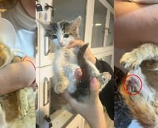 Isparta'da kan donduran olay! Sokak hayvanlarının uzuvları büyü için kesiliyor