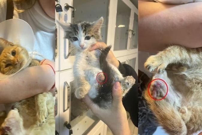 Isparta'da kan donduran olay! Sokak hayvanlarının uzuvları büyü için kesiliyor