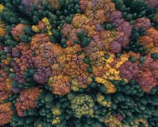 Uludağ’da Sonbahar Büyüsü: Renk Cümbüşüne Dönüşen Doğa Drone Kamerasına Yansıdı