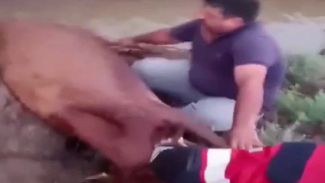 Sulama kanalına düşen inekler kurtarıldı