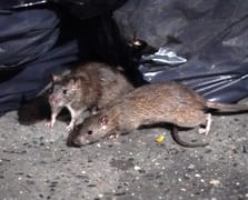 New York farelerin üremesini engellemek için doğum kontrol beslenmelerine geçti