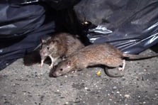 New York farelerin üremesini engellemek için doğum kontrol beslenmelerine geçti