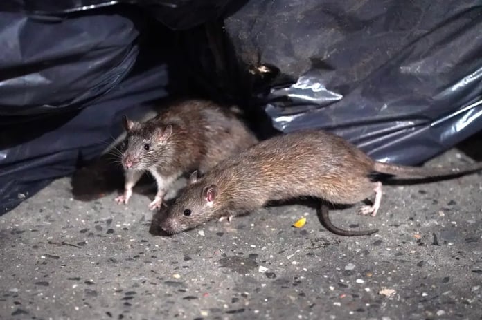 New York farelerin üremesini engellemek için doğum kontrol beslenmelerine geçti