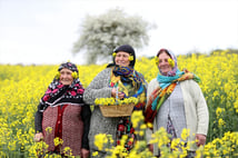 Trakya'da 'sarı selin' mevsimi: Fotoğraf tutkunları bölgeye akın etti 