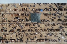 Satılamayan kurbanlıkları Et ve Süt Kurumu satın alacak