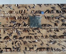 Satılamayan kurbanlıkları Et ve Süt Kurumu satın alacak