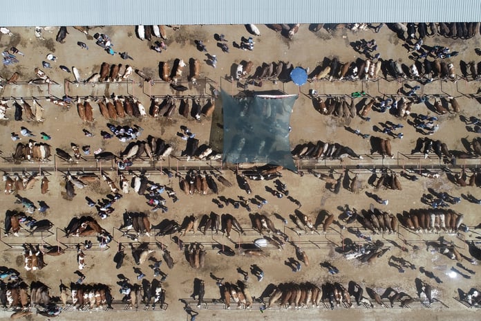 Satılamayan kurbanlıkları Et ve Süt Kurumu satın alacak