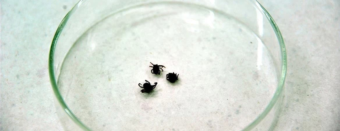 Havaların ısınmasıyla popülasyon patladı! Uzman isim kene tehlikesine karşı uyardı: İşte o tarihler...