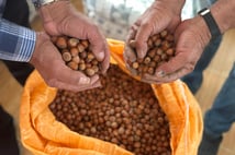 Fındık üreticisi fiyat artışı bekliyor: Ürünlerin yarısı evlerde bekletiliyor