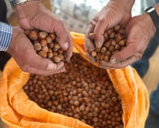 Fındık üreticisi fiyat artışı bekliyor: Ürünlerin yarısı evlerde bekletiliyor