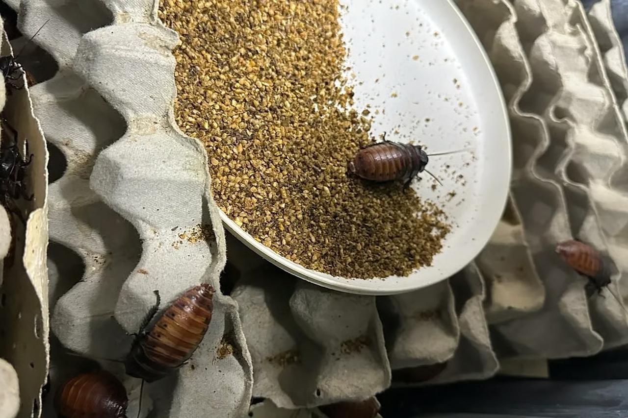 Avustralya'da hamam böceği operasyonu